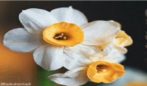  ثبت دلنوشته مهدوی