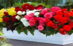 مسابقه گل شناسی